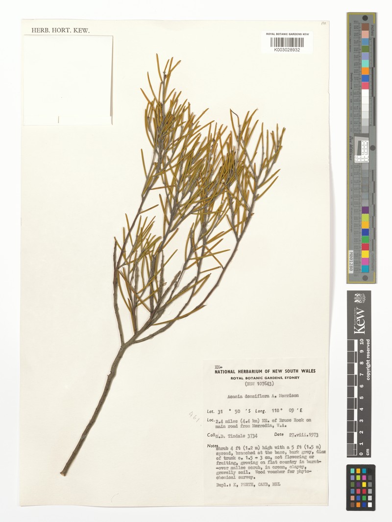 Acacia densiflora photo 6
