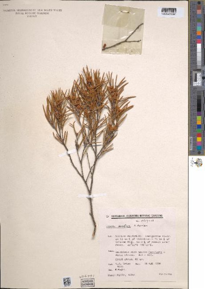 Acacia densiflora photo 7