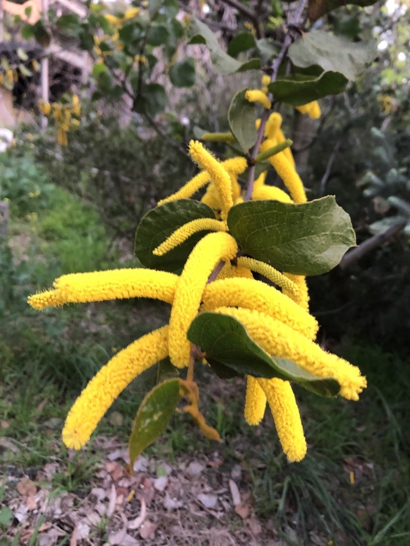 Acacia denticulosa photo 2