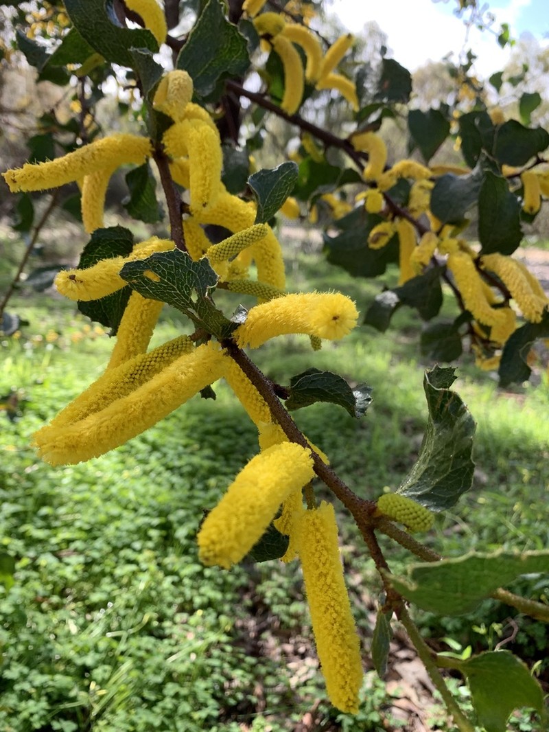 Acacia denticulosa photo 3