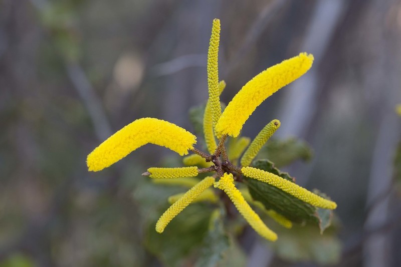 Acacia denticulosa photo 4