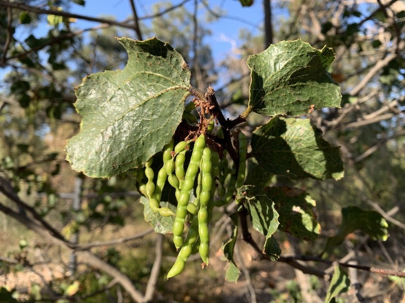 Acacia denticulosa photo 5