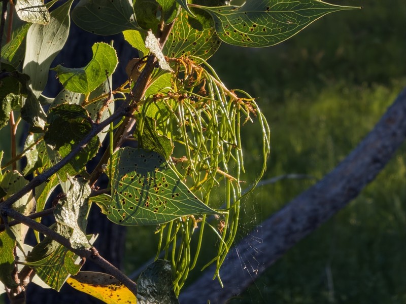 Acacia denticulosa photo 6