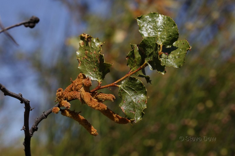 Acacia denticulosa photo 7