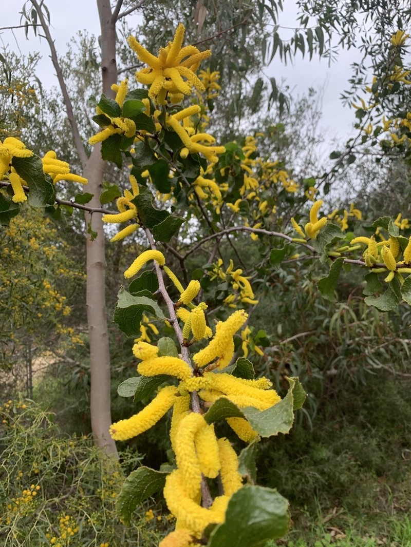 Acacia denticulosa photo 8