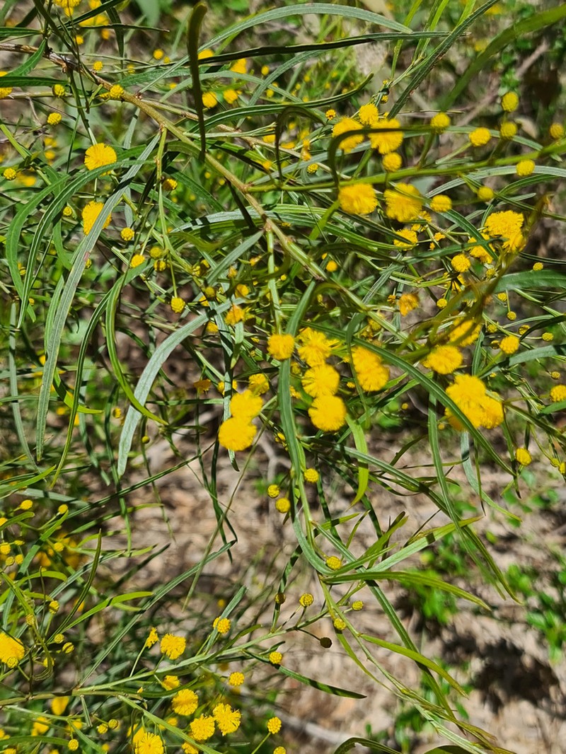 Acacia dentifera