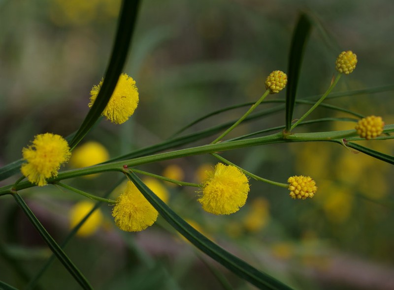 Acacia dentifera photo 2