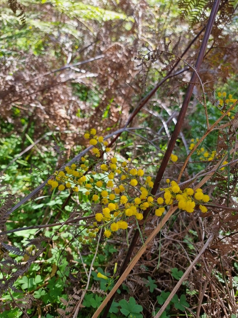 Acacia dentifera photo 3