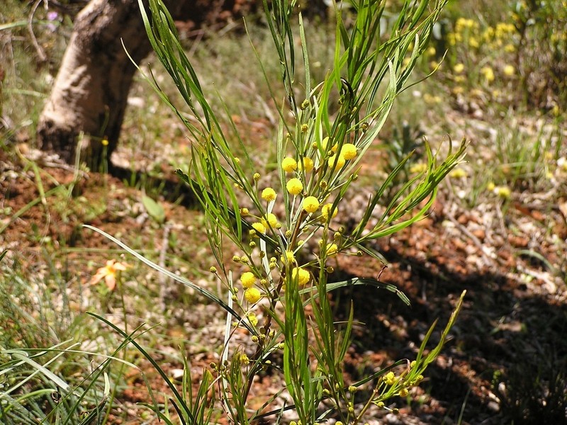 Acacia dentifera photo 4