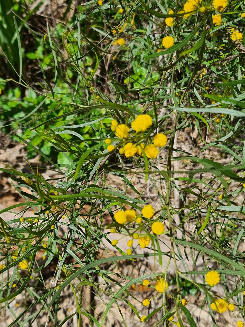 Acacia dentifera photo 5