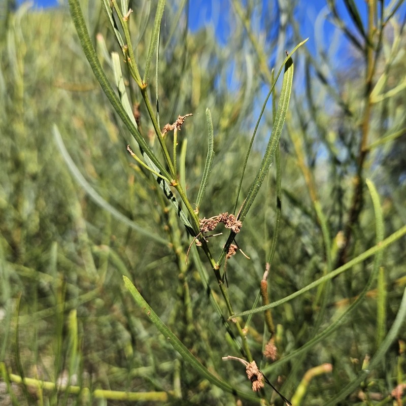 Acacia dentifera photo 6