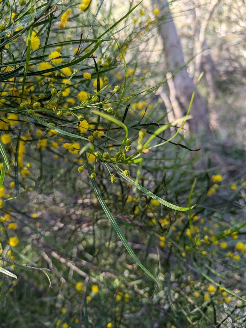 Acacia dentifera photo 7