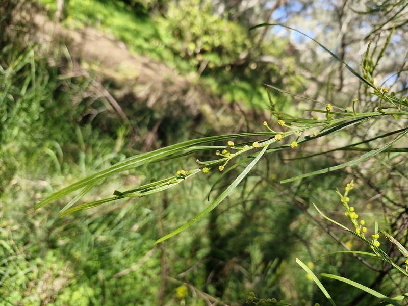 Acacia dentifera photo 8