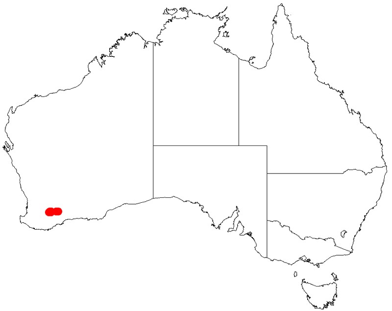 Acacia depressa photo 4