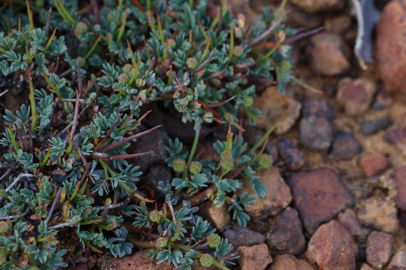 Acacia depressa