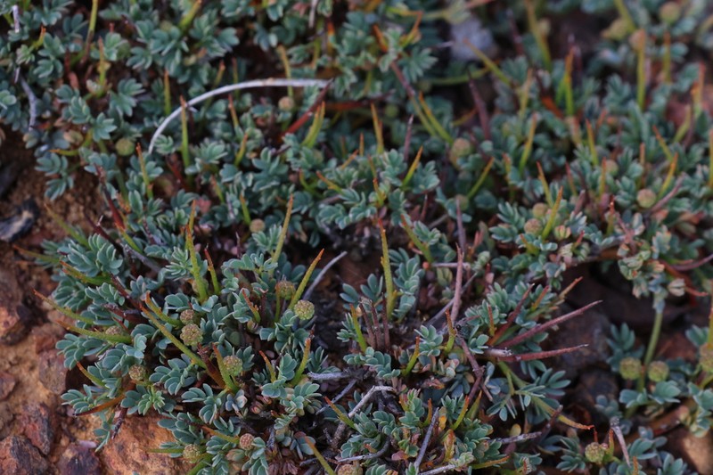Acacia depressa photo 2