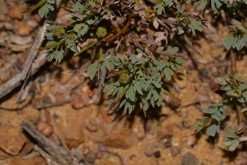 Acacia depressa photo 3