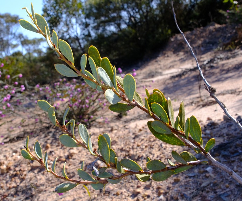 Acacia dermatophylla