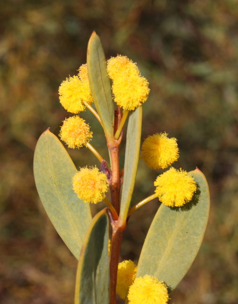 Acacia dermatophylla photo 2