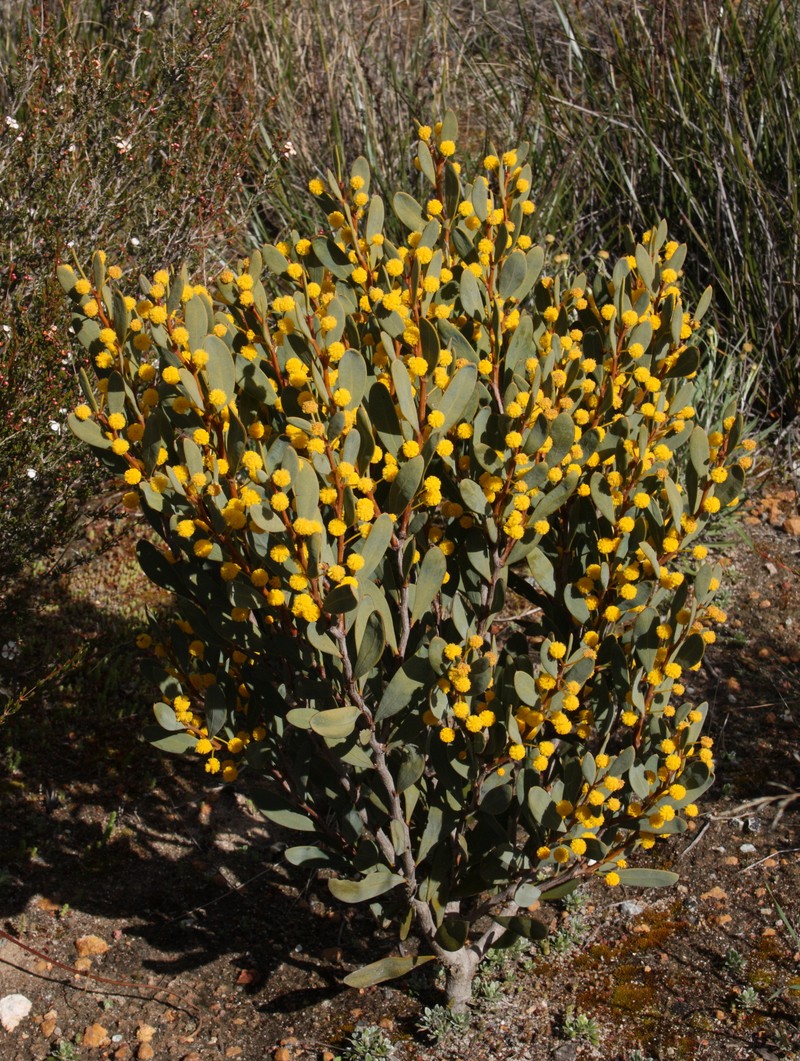 Acacia dermatophylla photo 3