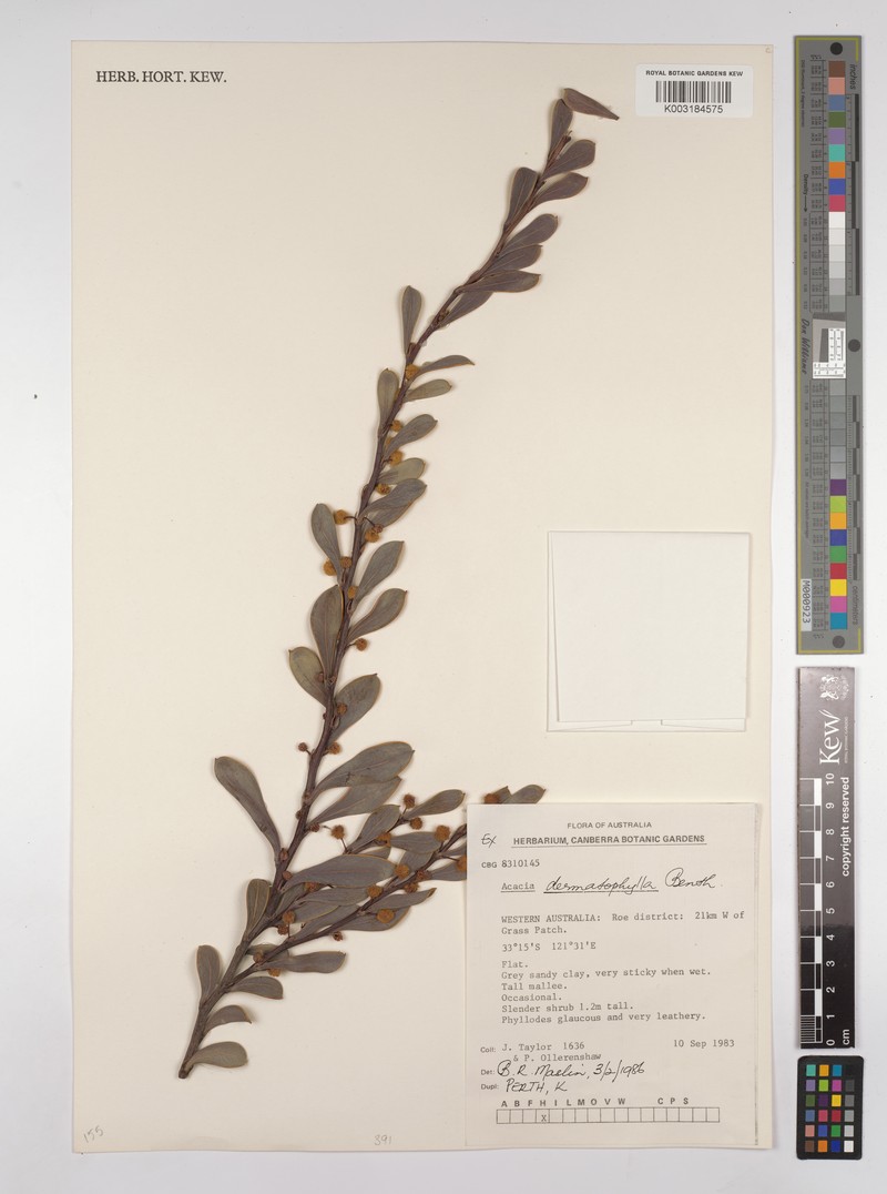 Acacia dermatophylla photo 4