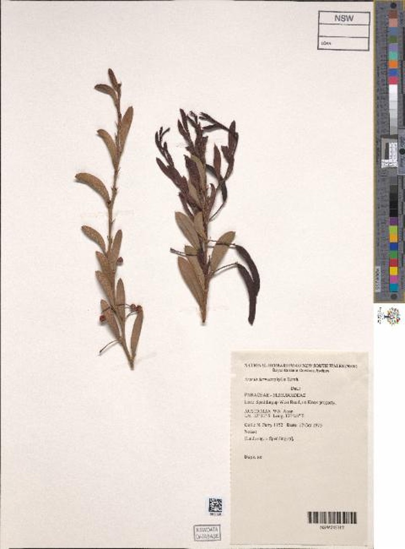 Acacia dermatophylla photo 5