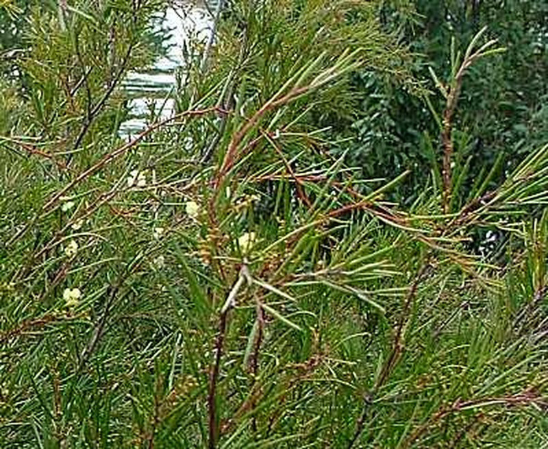 Acacia derwentiana