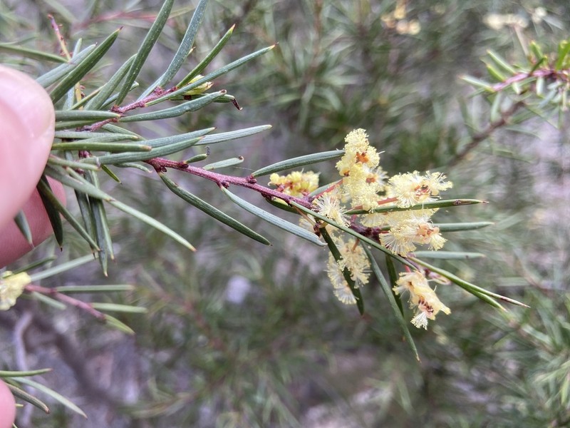 Acacia derwentiana photo 2