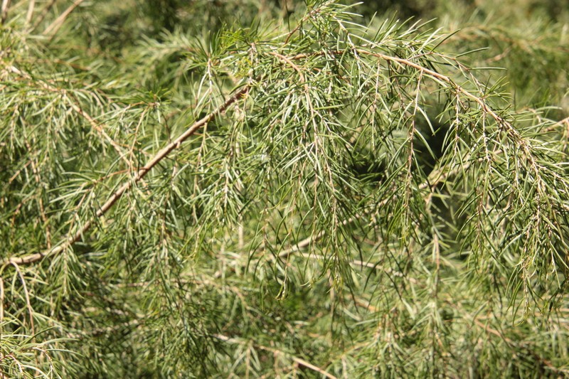 Acacia derwentiana photo 3