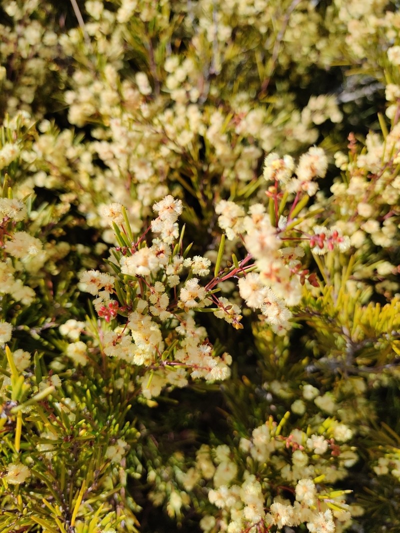 Acacia derwentiana photo 4
