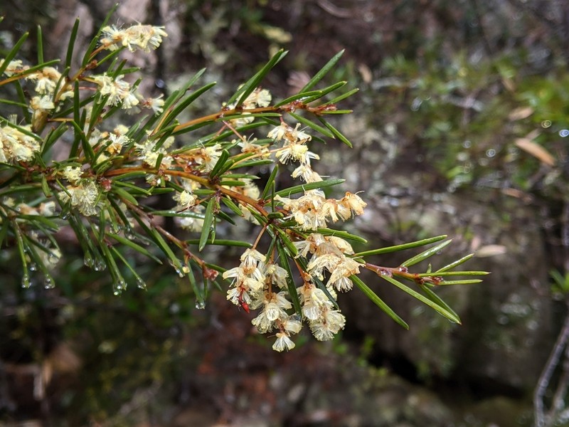 Acacia derwentiana photo 5