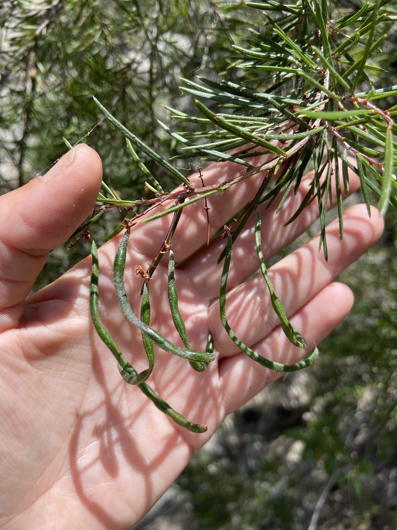 Acacia derwentiana photo 6