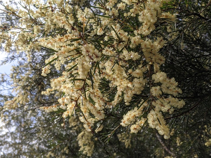 Acacia derwentiana photo 7