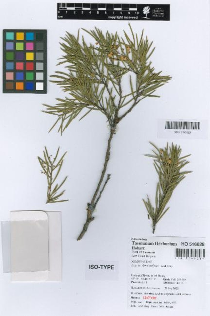 Acacia derwentiana photo 8