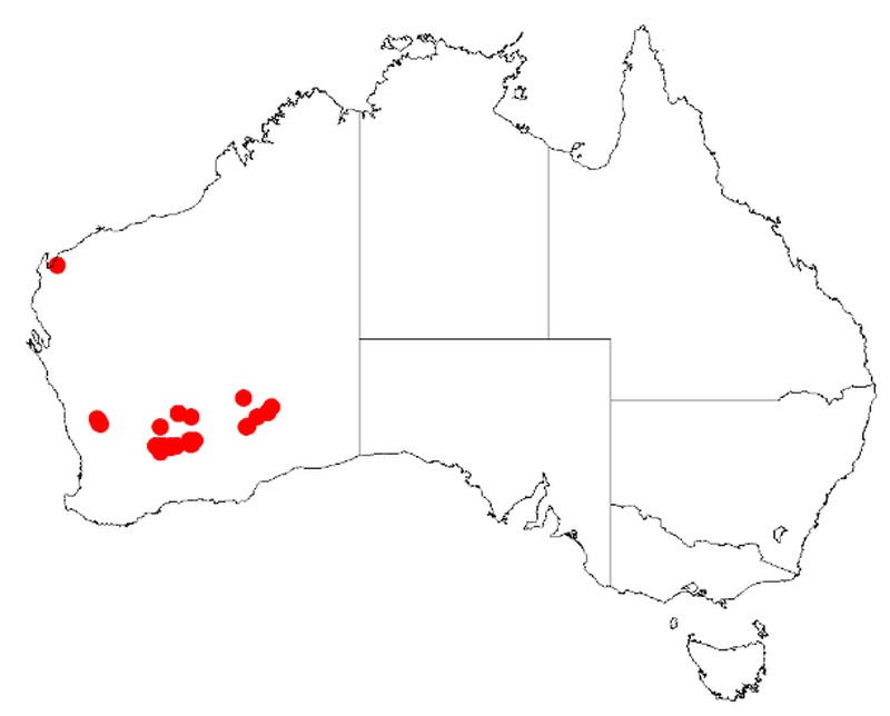 Acacia desertorum