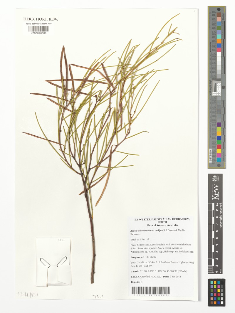 Acacia desertorum photo 2