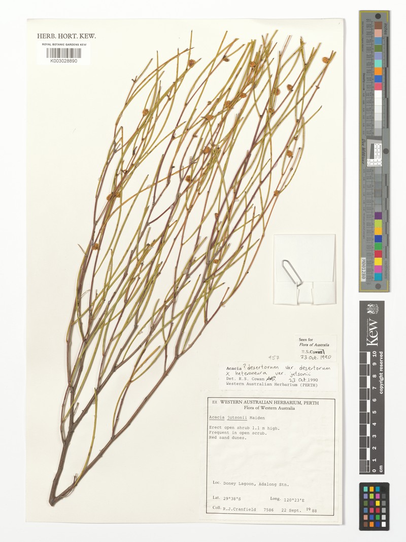 Acacia desertorum photo 3