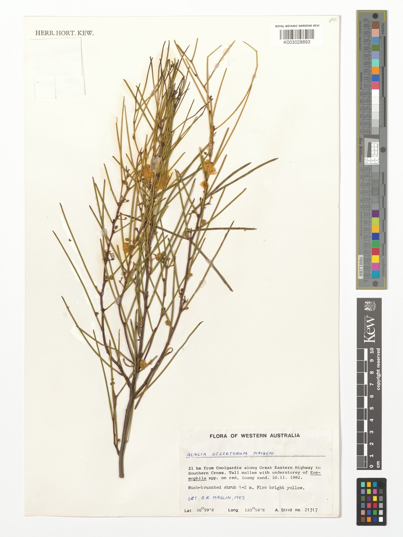 Acacia desertorum photo 4