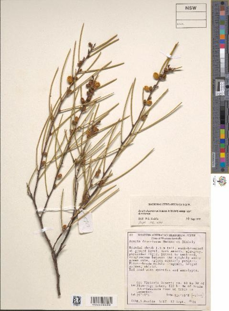 Acacia desertorum var. desertorum