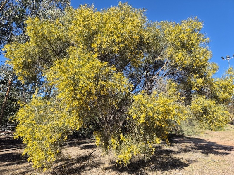 Acacia desmondii photo 4