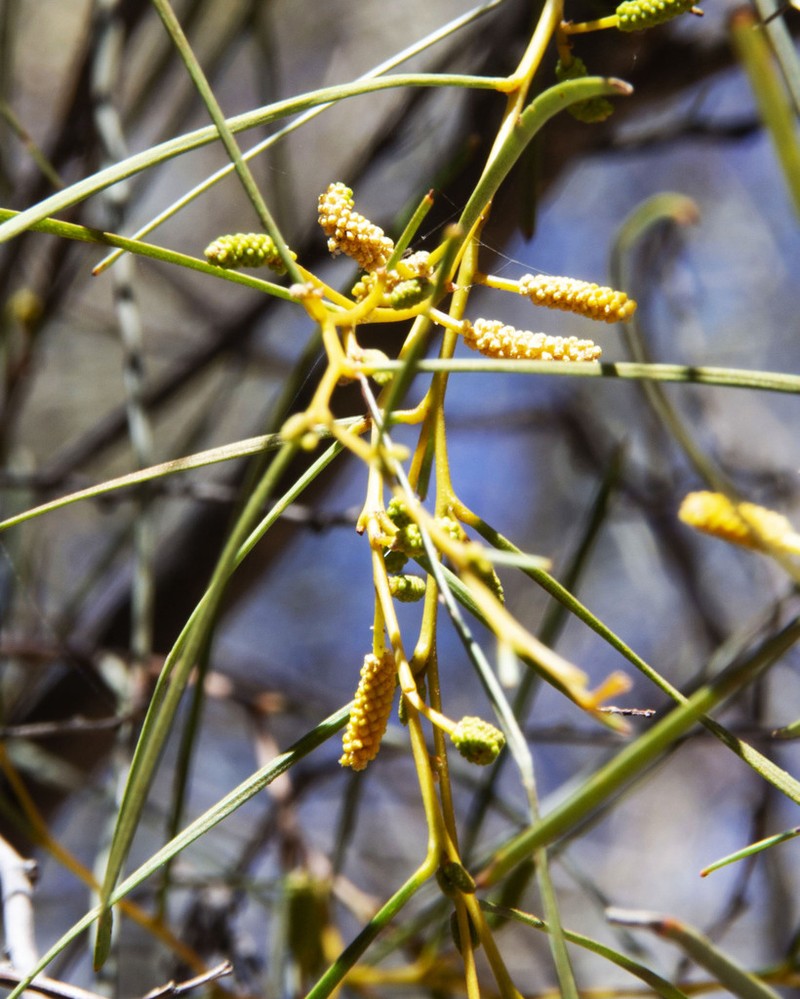 Acacia desmondii photo 5