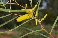 Acacia desmondii