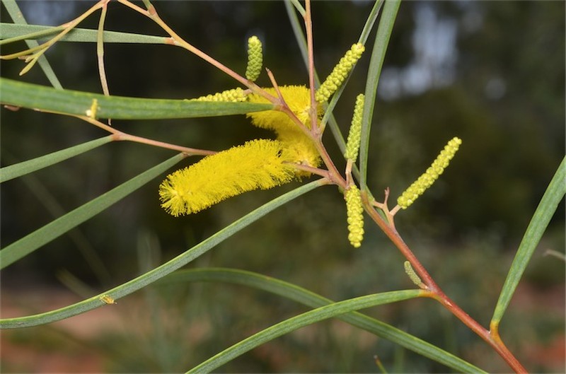 Acacia desmondii