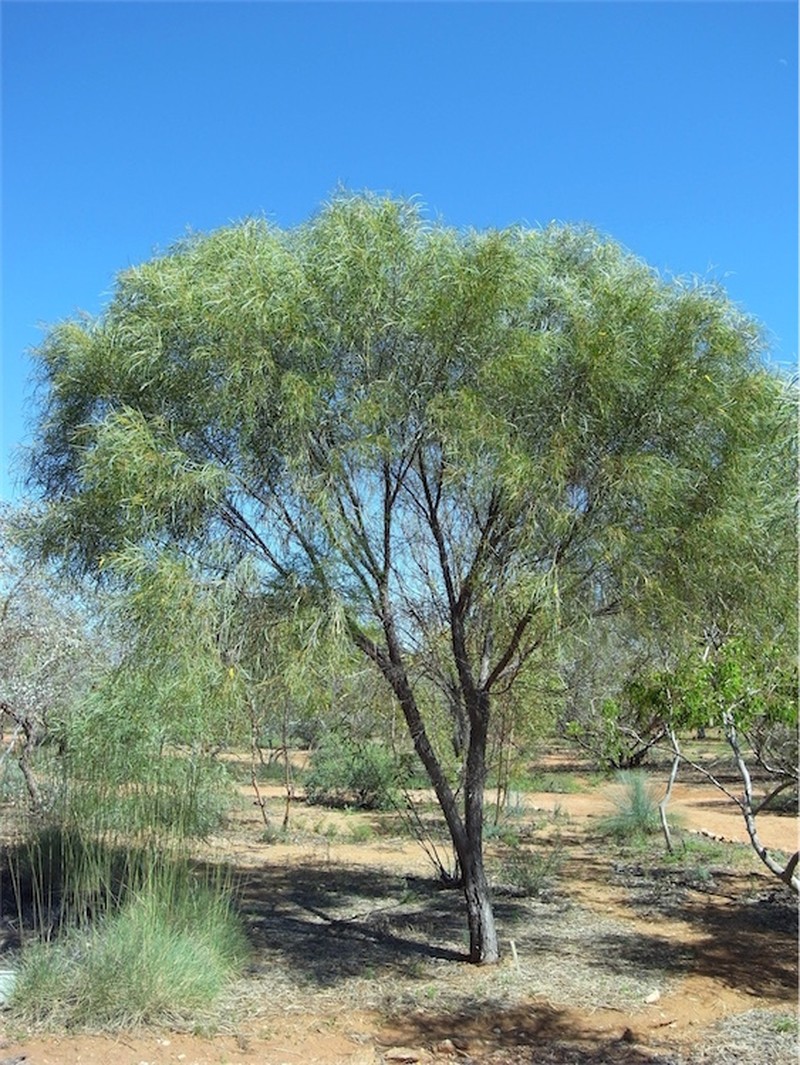 Acacia desmondii photo 2