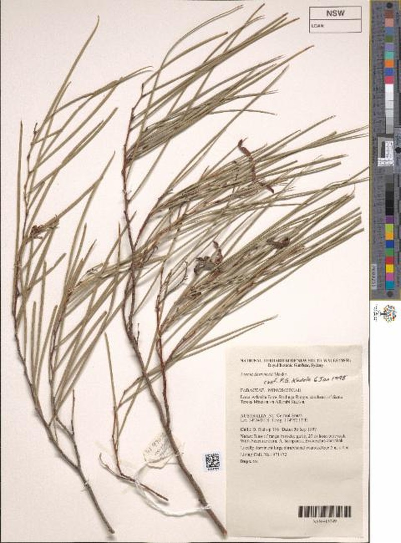 Acacia desmondii photo 3