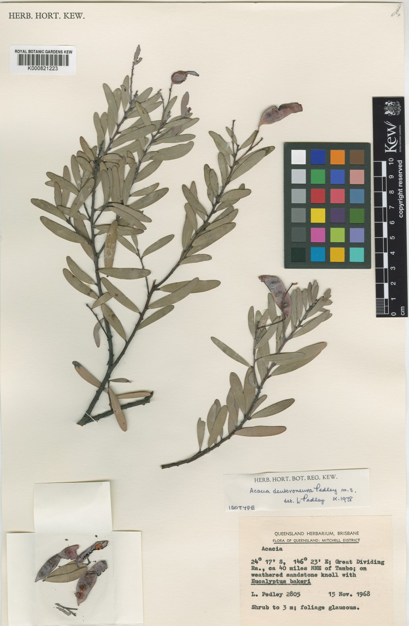 Acacia deuteroneura