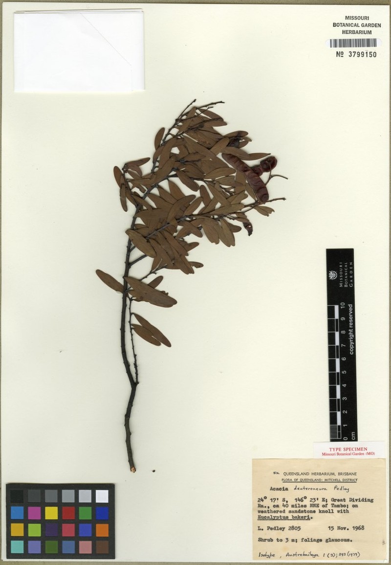 Acacia deuteroneura photo 2