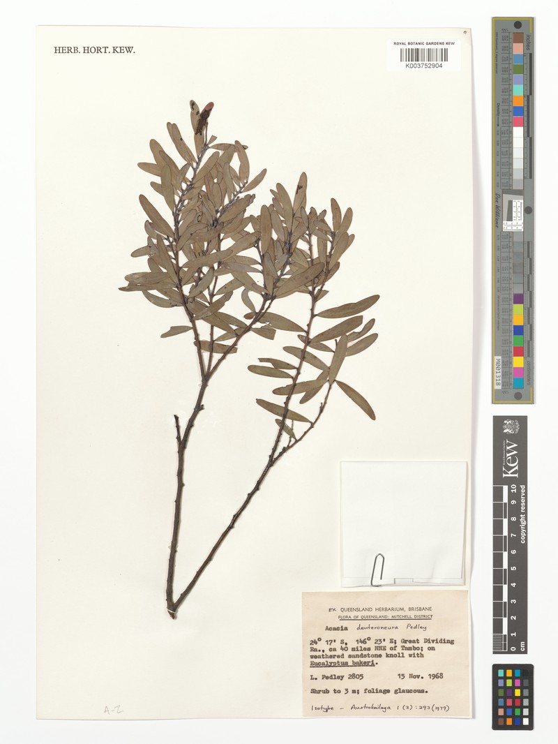 Acacia deuteroneura photo 3