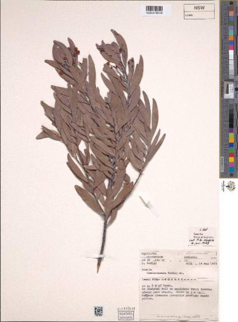 Acacia deuteroneura photo 4