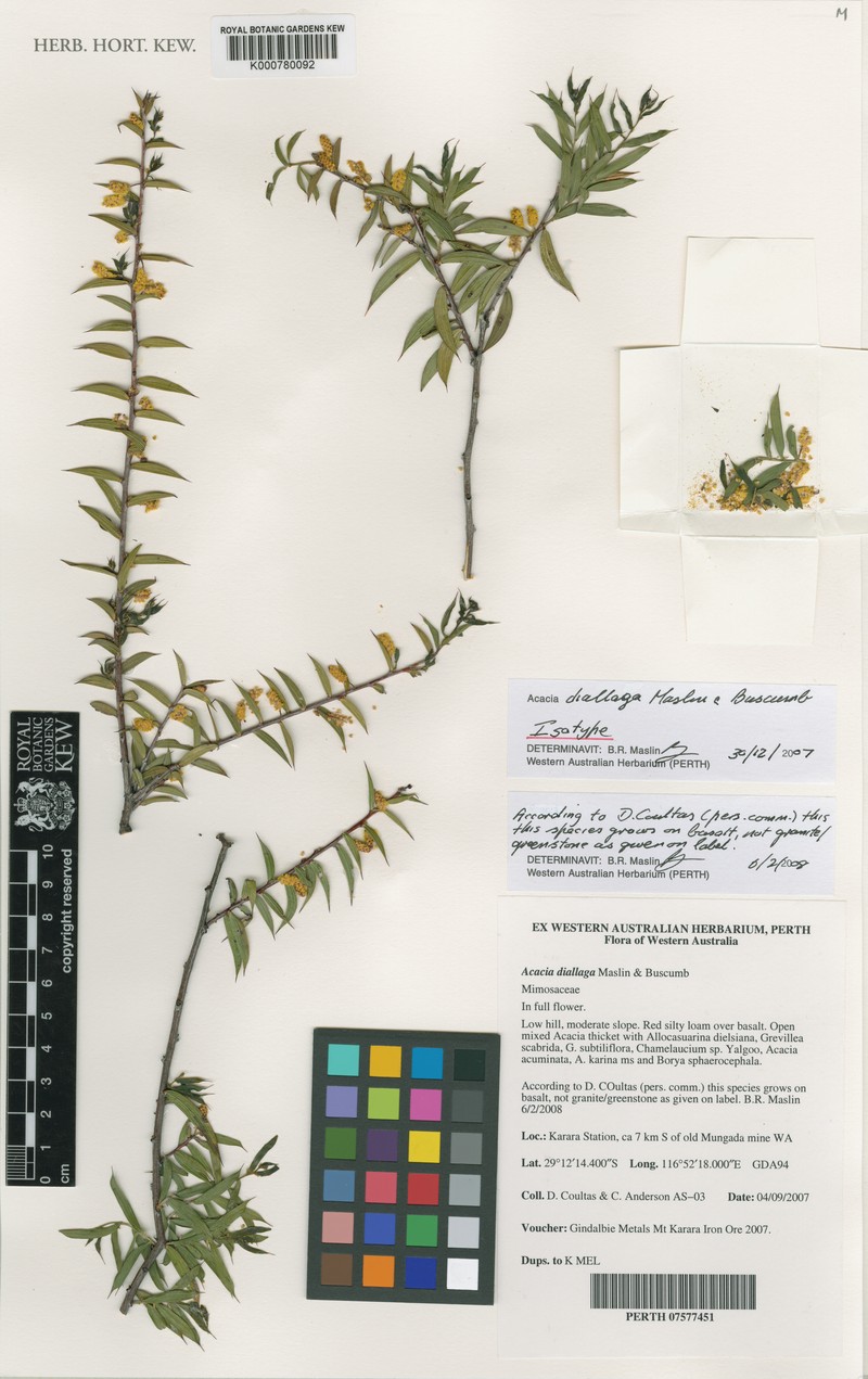 Acacia diallaga